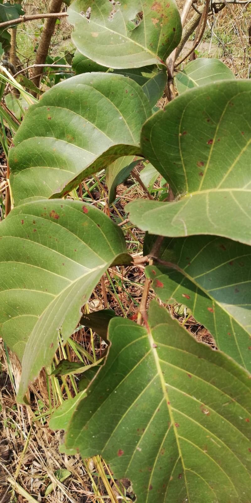 Nauclea latifolia — related species from the same genus