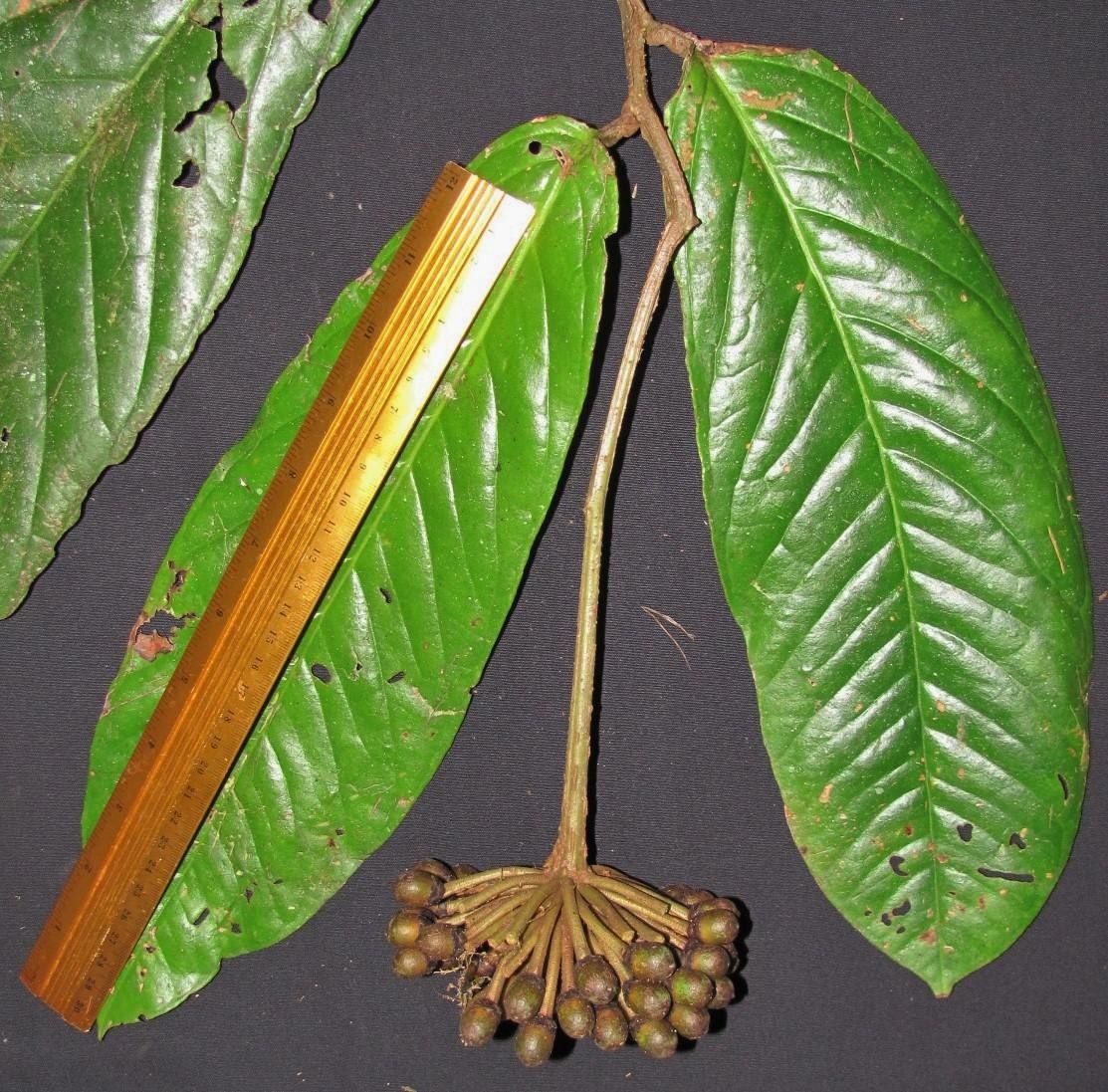 Marcgravia roonii leaf