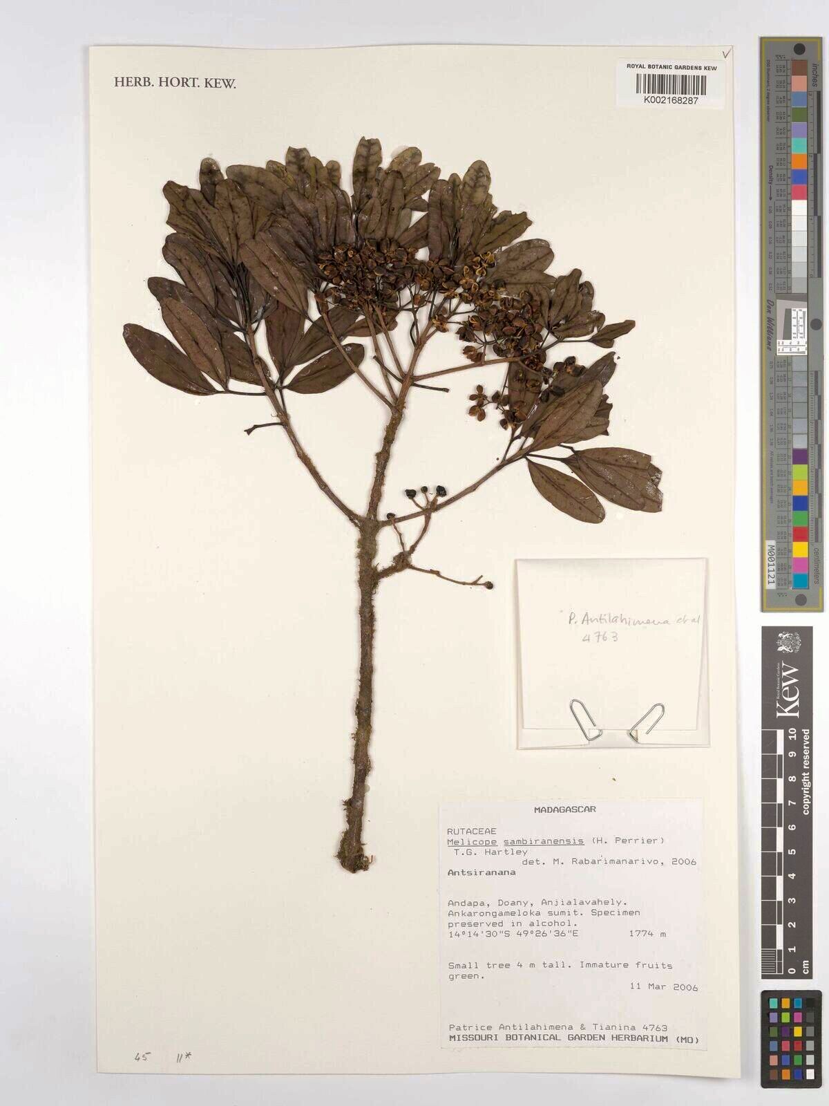 Melicope sambiranensis — houseplant care guide