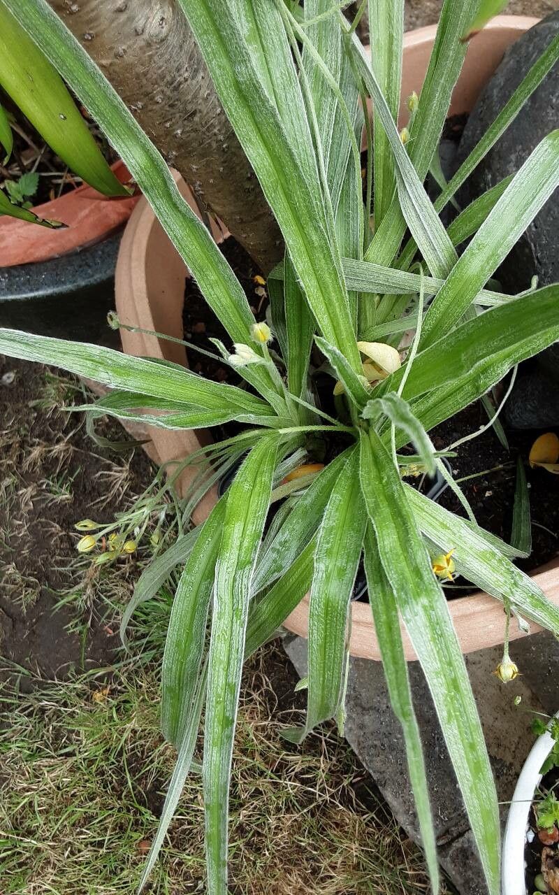 Hypoxis hirsuta — search result for 'Hypoxidaceae'
