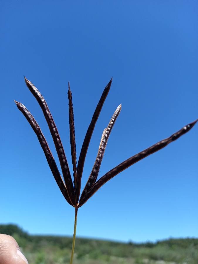 Desmanthus virgatus fruit