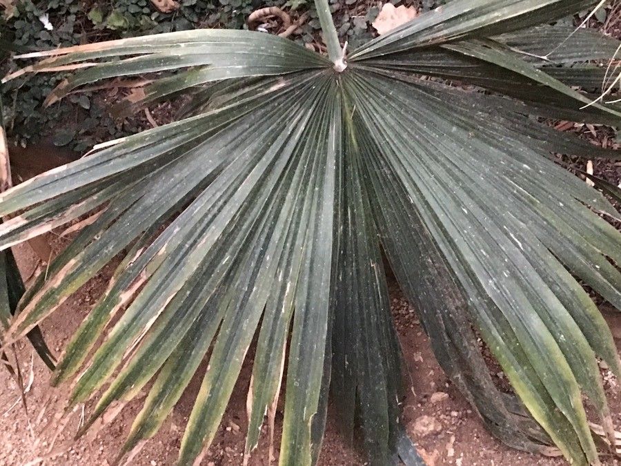Livistona chinensis leaf