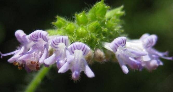 Coleus venteri flower