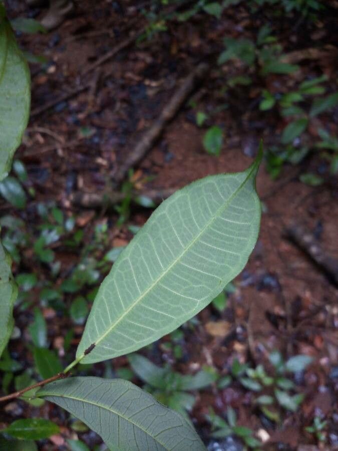 Brosimum guianense — search result for 'Brosimum'