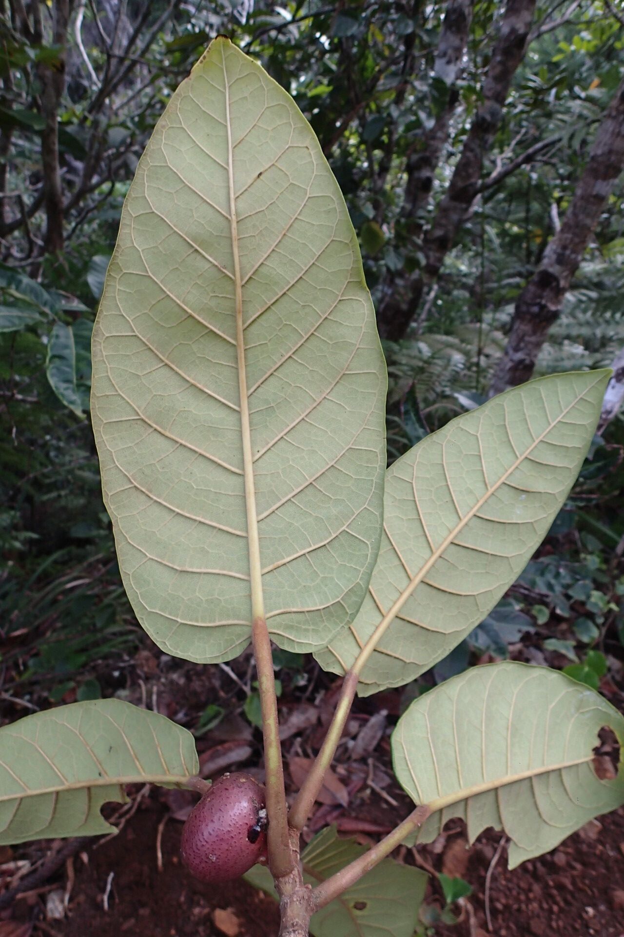 Ficus dzumacensis — houseplant care guide