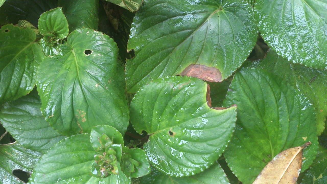 Gloxinia perennis — search result for 'Gesneriaceae'