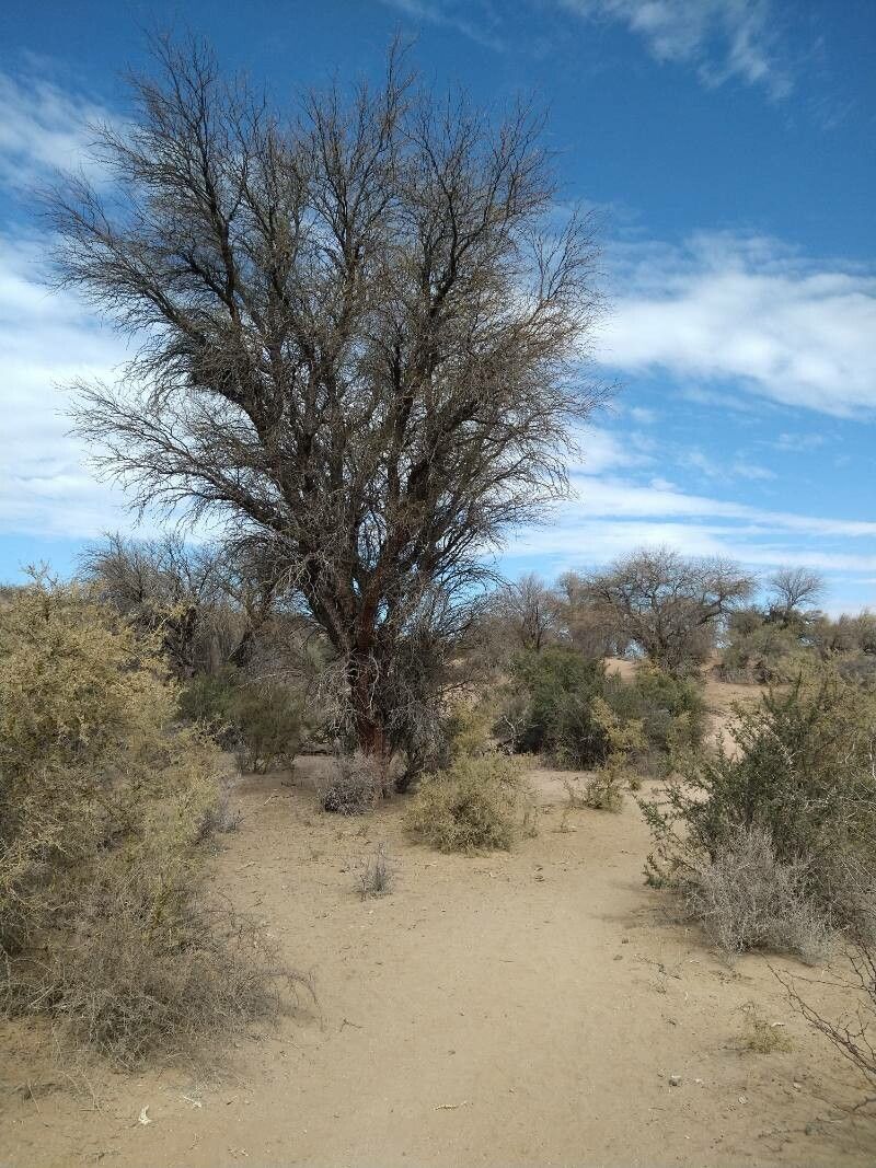 Prosopis flexuosa bark
