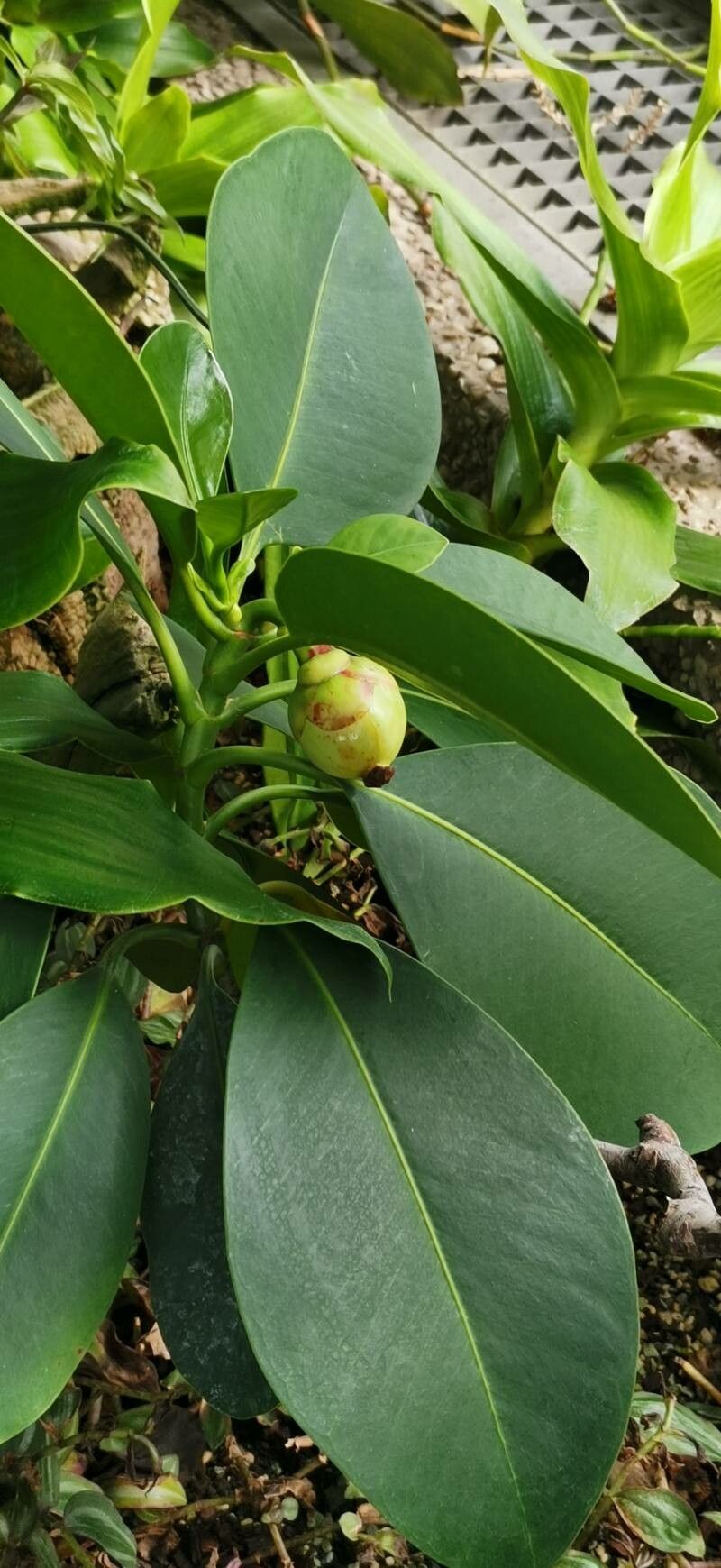 Clusia nemorosa habit