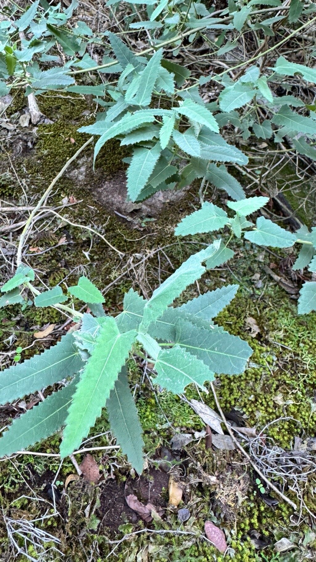 Pavonia secreta — search result for 'Pavonia'