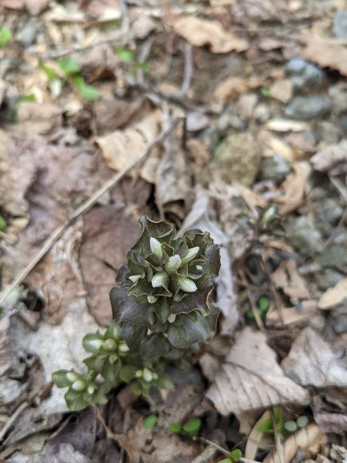 Obolaria virginica — houseplant care guide