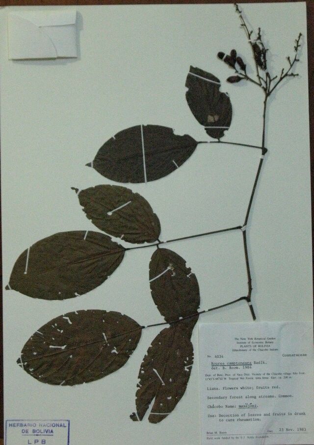 Rourea camptoneura — houseplant care guide