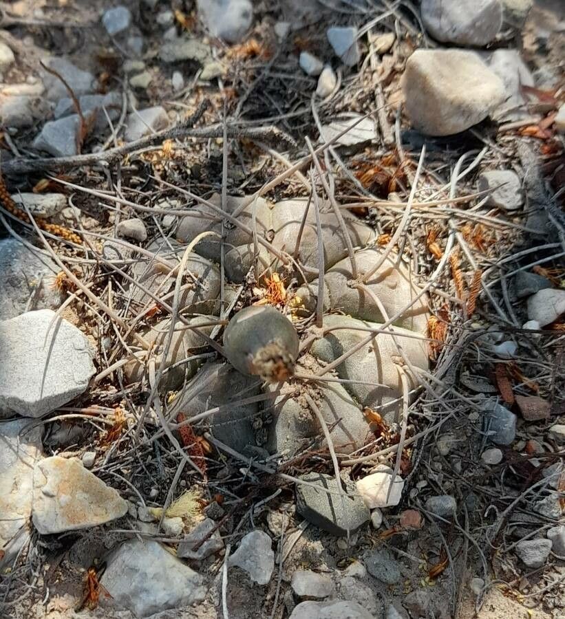 Gymnocalycium mucidum habit
