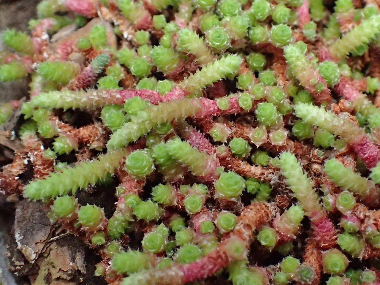 Sedum humifusum habit