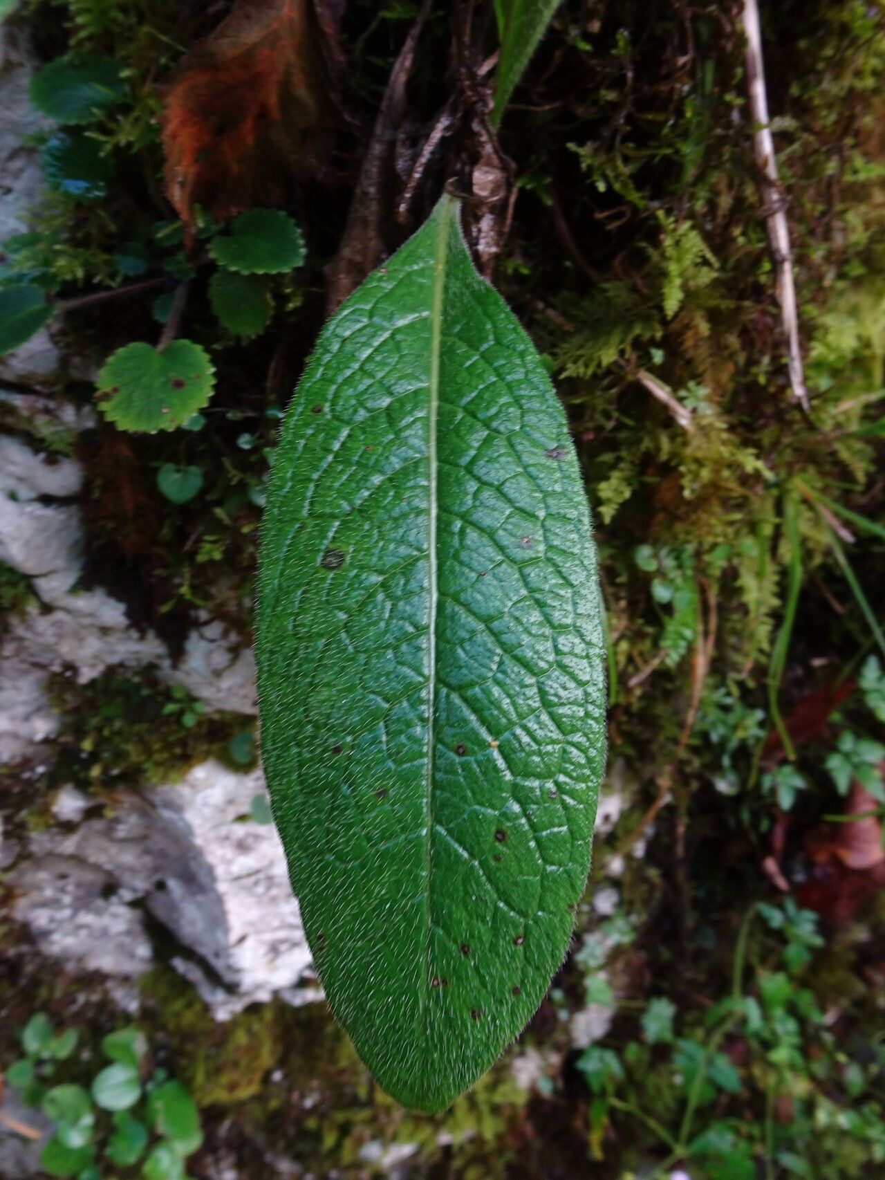 Hieracium neocerinthe — search result for 'Hieracium'