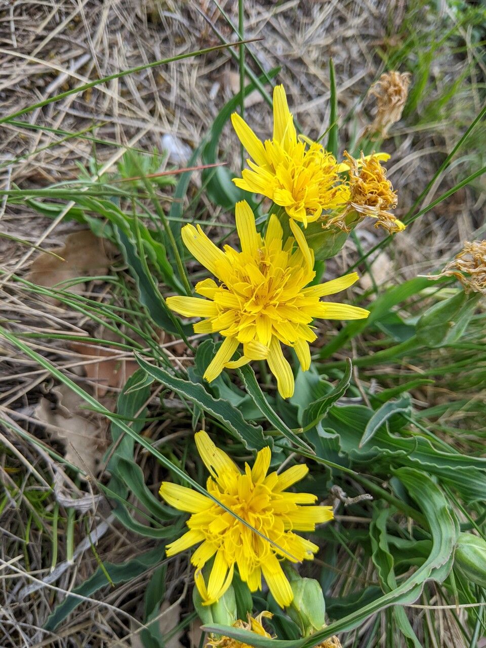 Takhtajaniantha austriaca flower