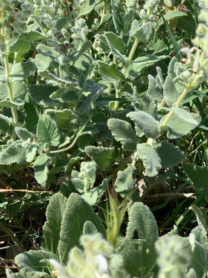 Salvia dominica leaf