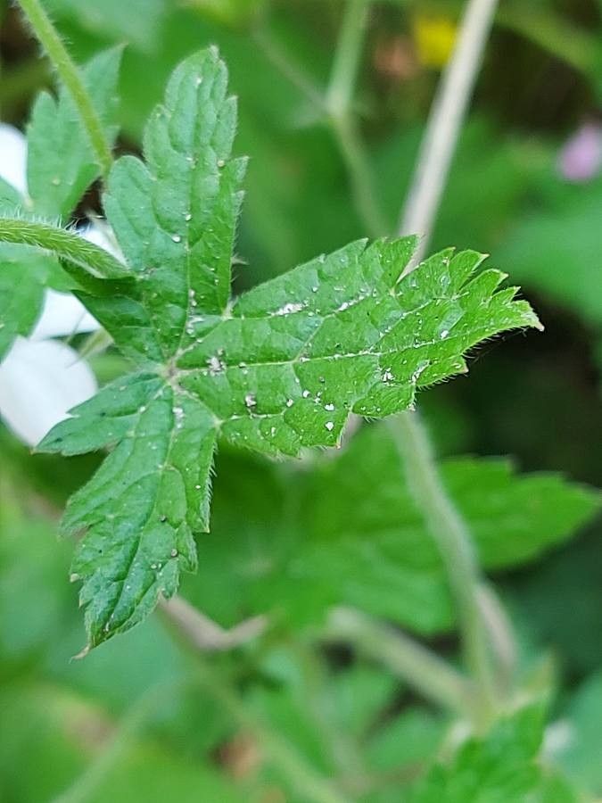 Geranium rivulare — search result for 'Geranium'