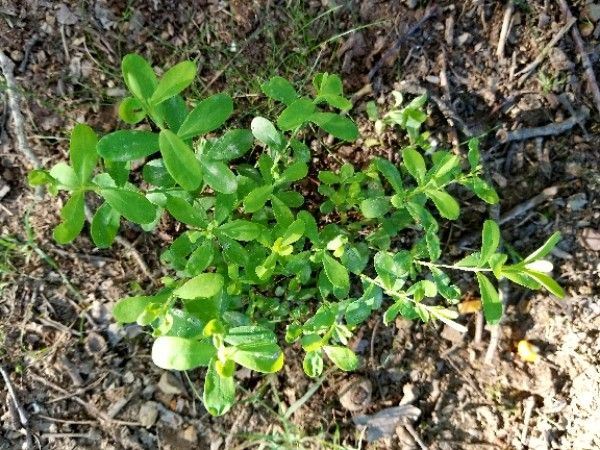 Baptisia nuttalliana — search result for 'Baptisia'