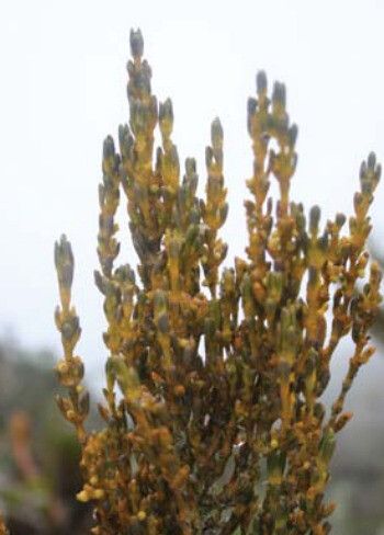 Arceuthobium campylopodum leaf