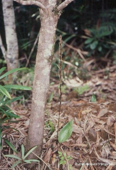 Cryptostylis arachnites bark