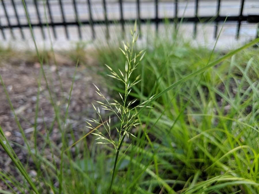 Sporobolus heterolepis fruit