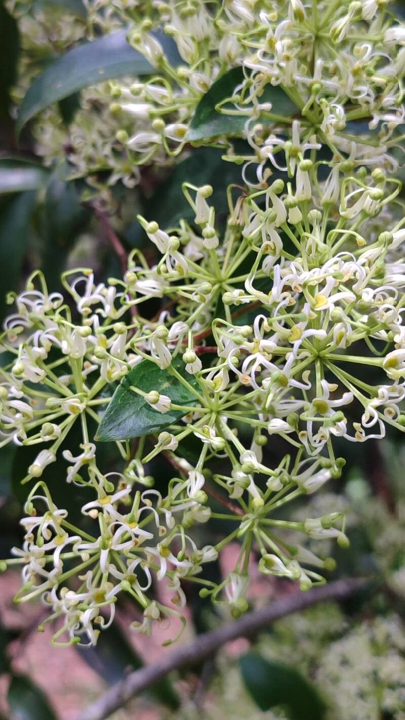 Stenocarpus salignus flower