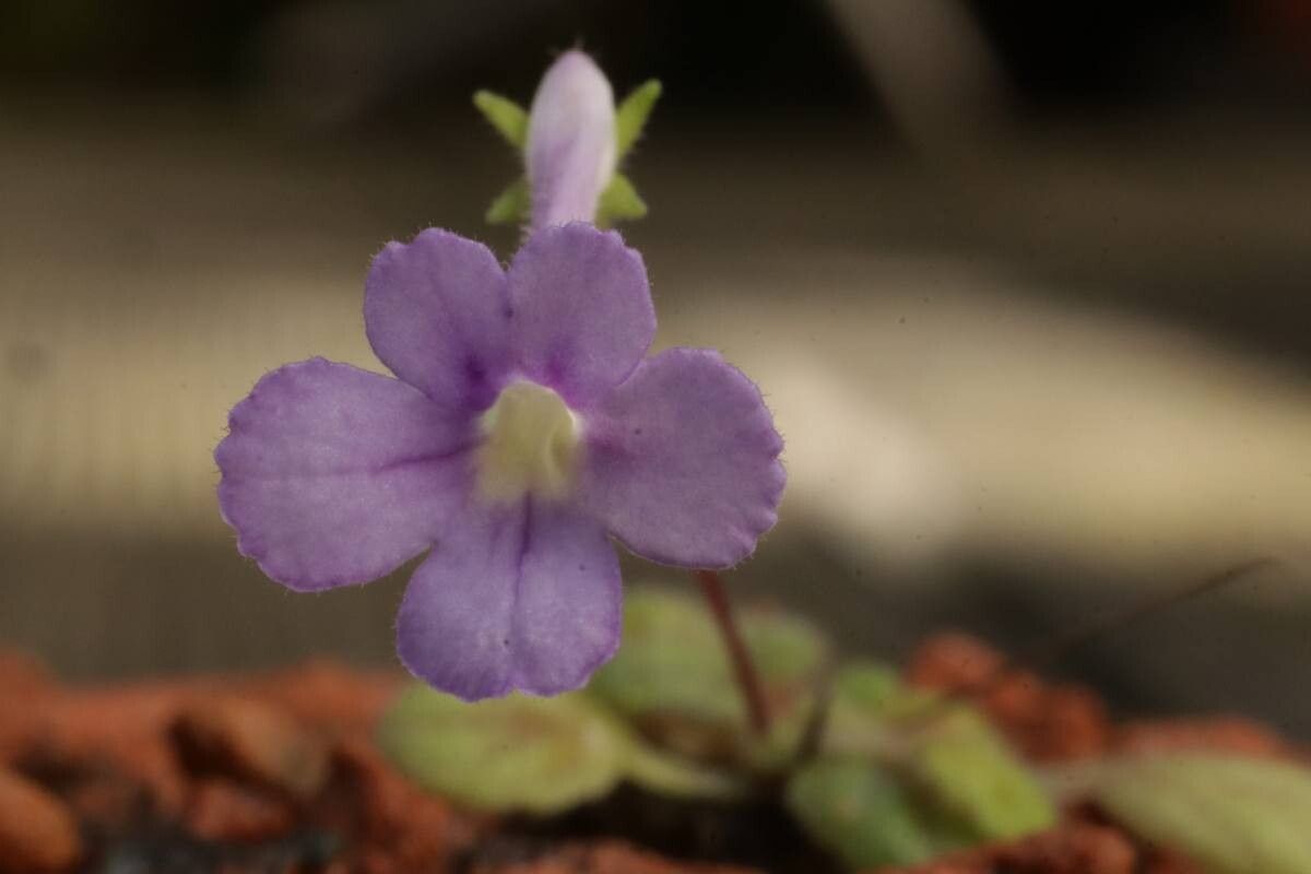 Sinningia pusilla flower