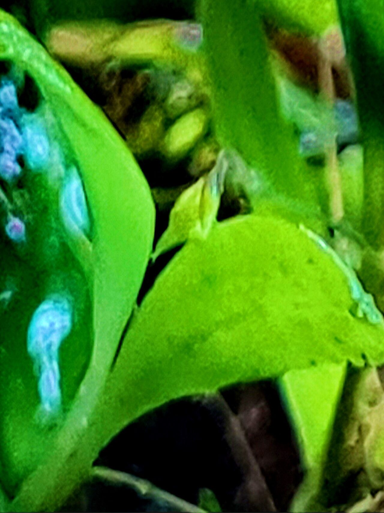 Andinia sunchubambensis — related species from the same genus