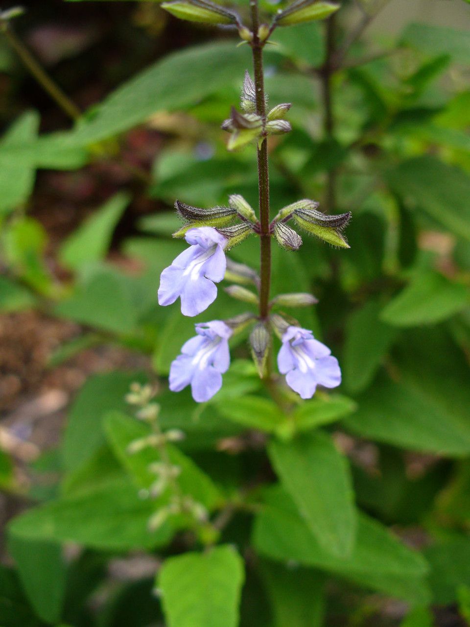 Salvia serotina flower