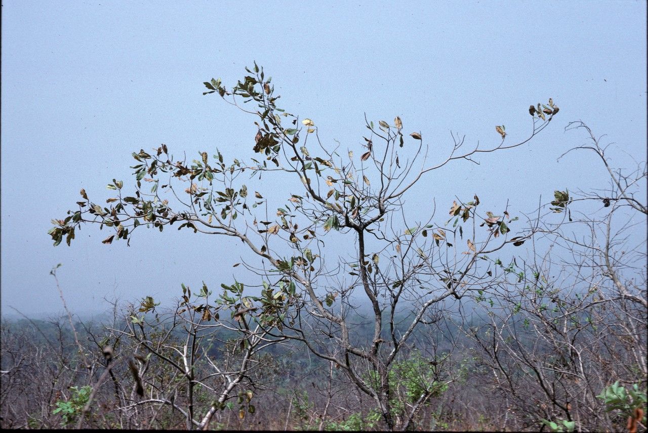 Terminalia glaucescens — search result for 'Sierra Leone'
