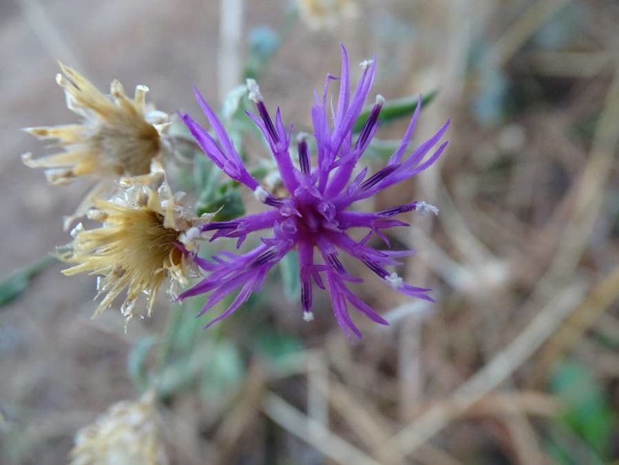 Centaurea paniculata flower