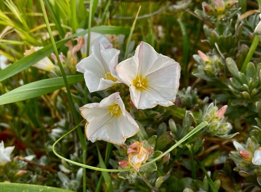 Convolvulus lanuginosus flower