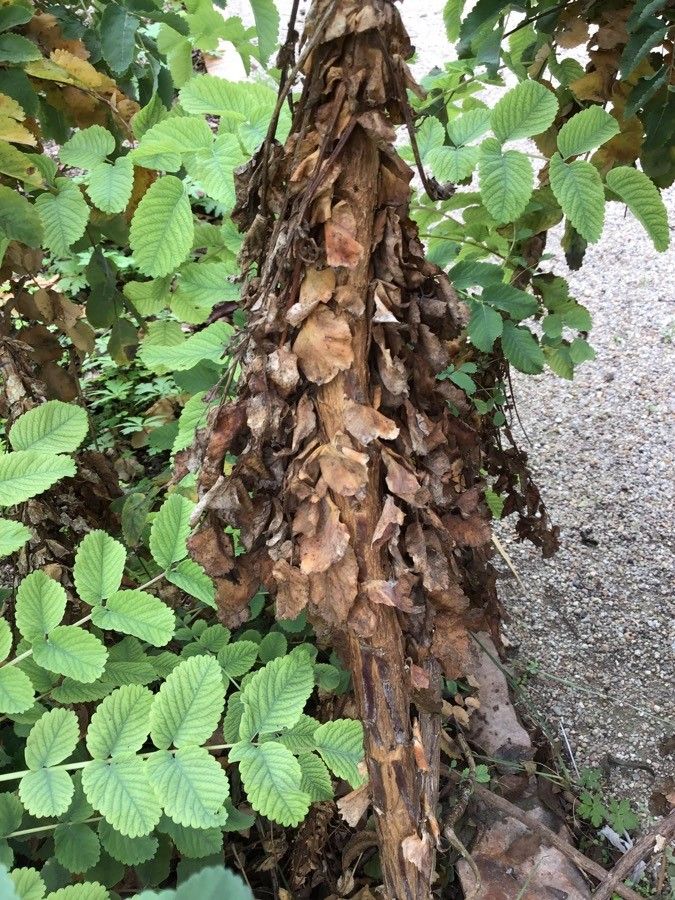 Sanguisorba menendezii bark