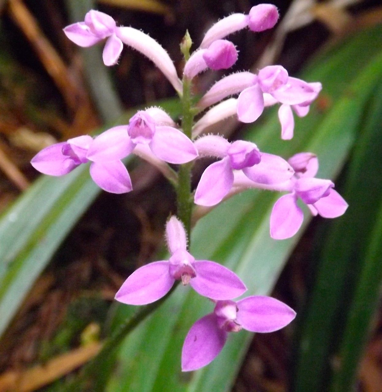 Cynorkis inermis flower
