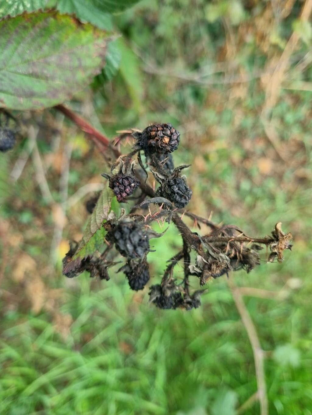 Rubus leightonii fruit