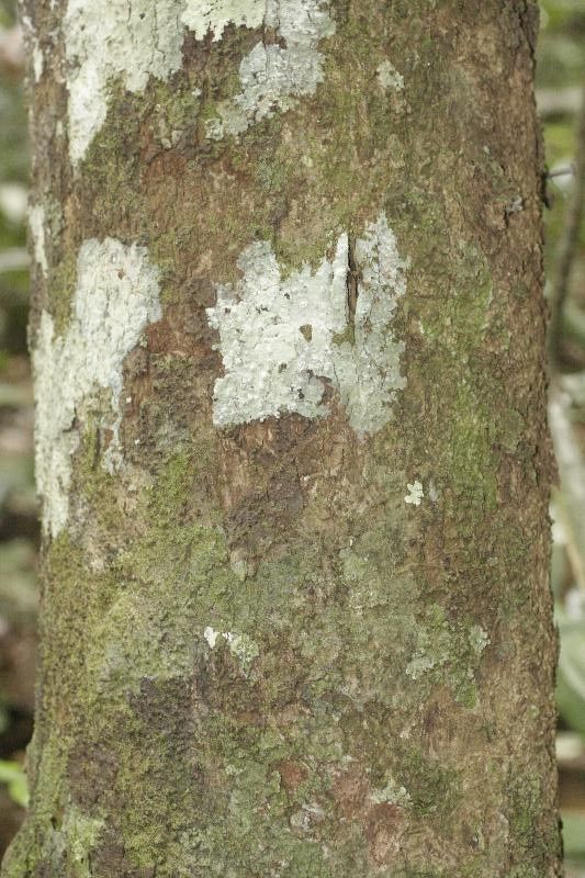 Ocotea subterminalis — search result for 'Ocotea'