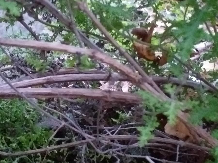 Salvia namaensis bark