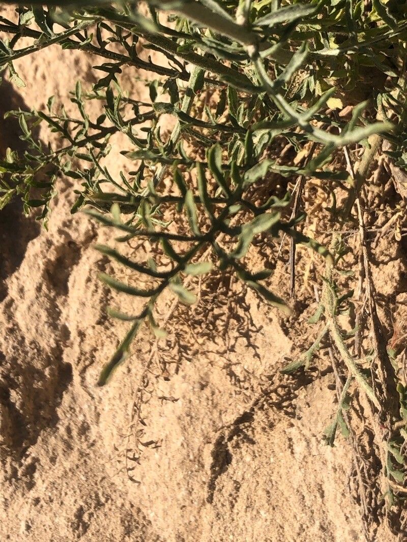 Centaurea ornata leaf