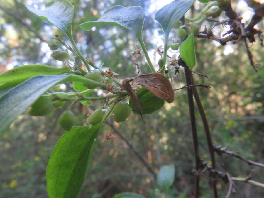 Muehlenbeckia hastulata other
