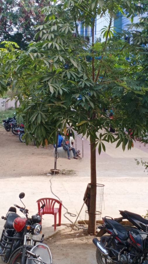 Sterculia foetida leaf