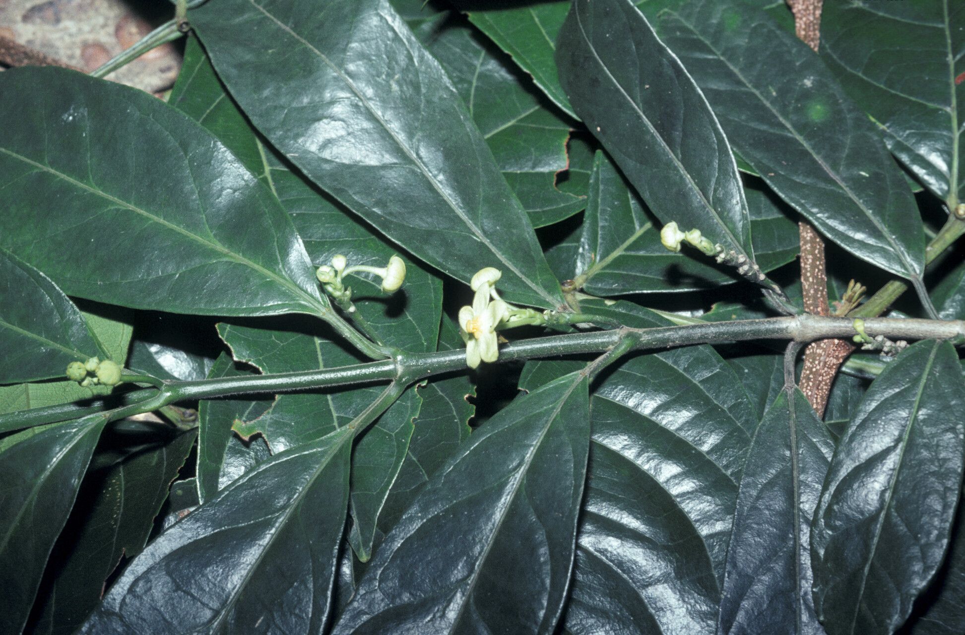 Matelea palustris — houseplant care guide