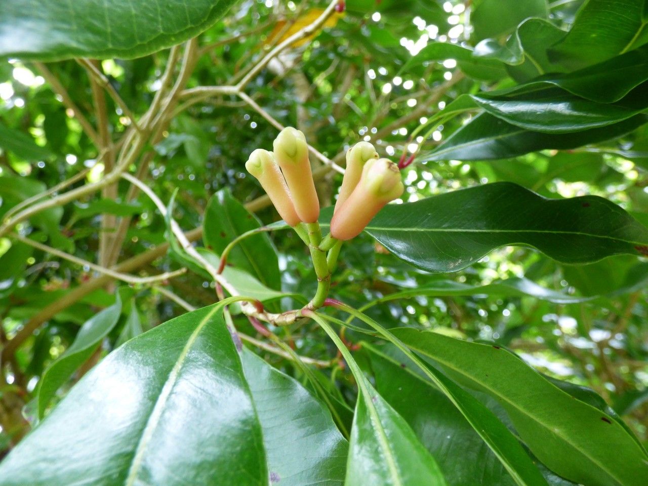Syzygium aromaticum fruit