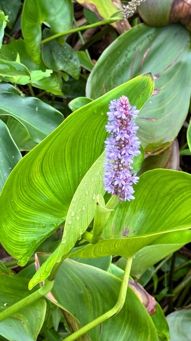 Pontederia gigantea flower
