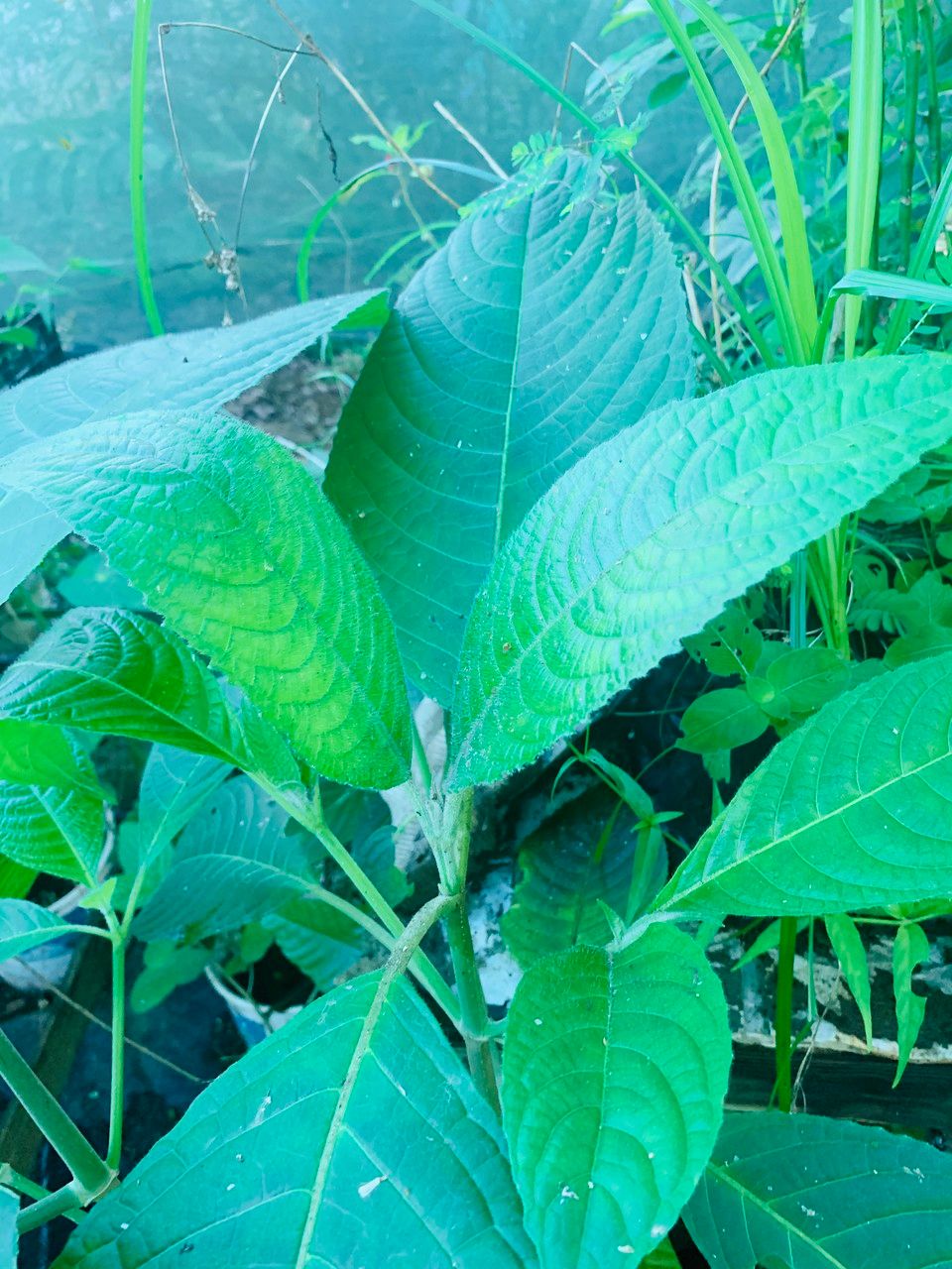 Trichanthera gigantea leaf