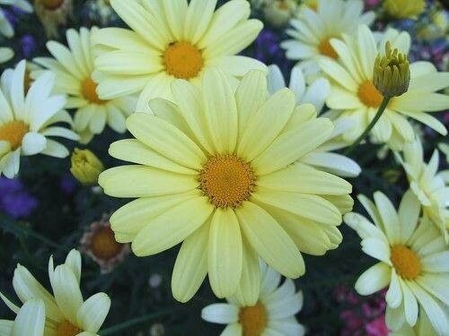 Argyranthemum maderense — search result for 'Argyranthemum'