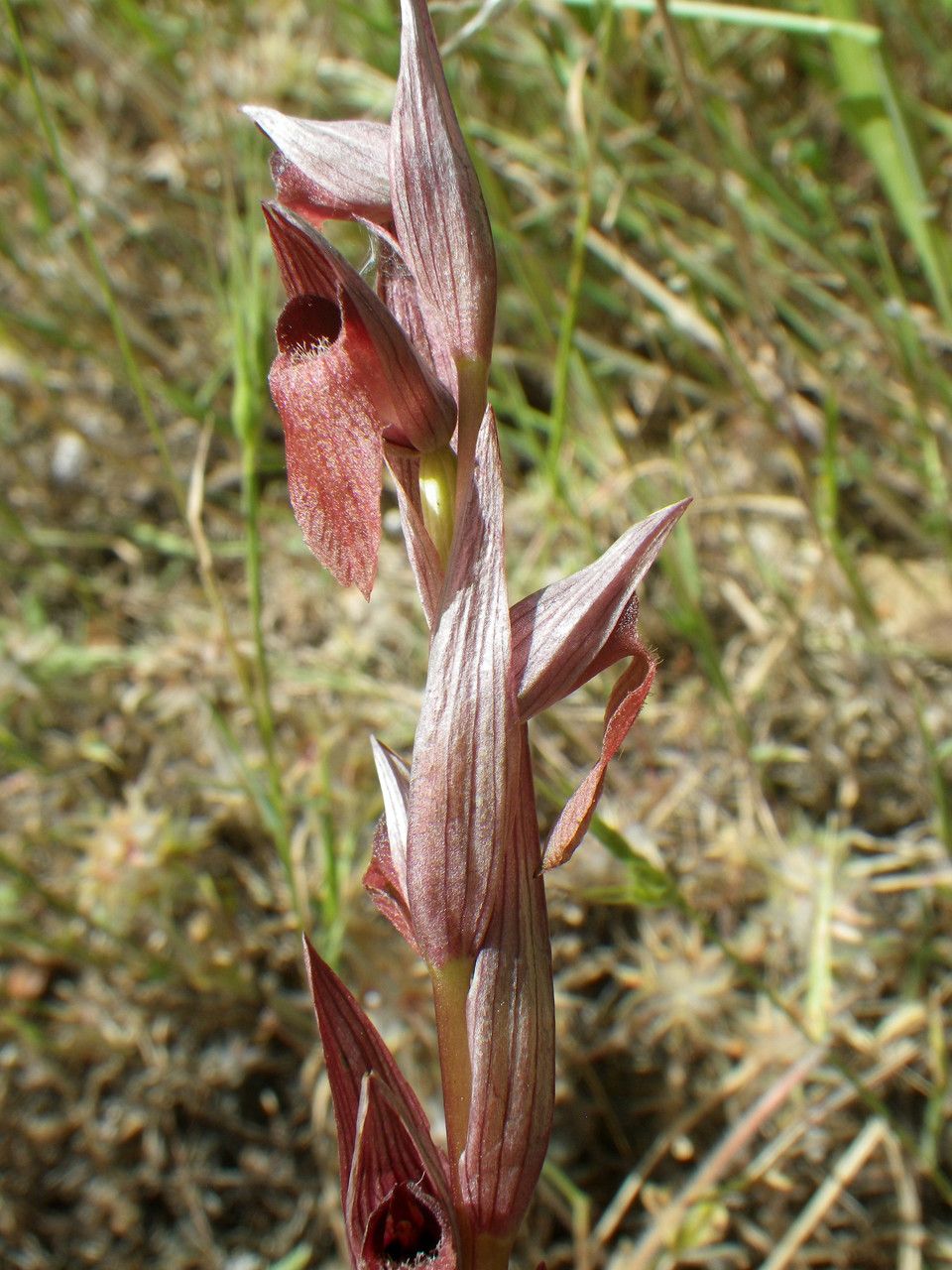 Serapias × broeckii flower