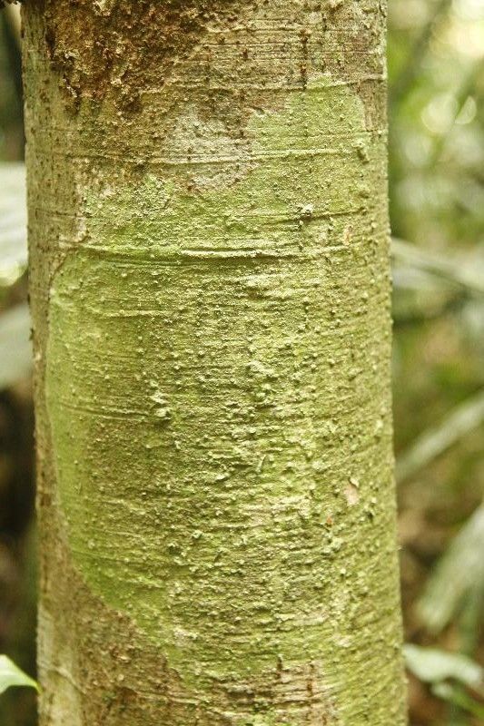 Catostemma fragrans bark