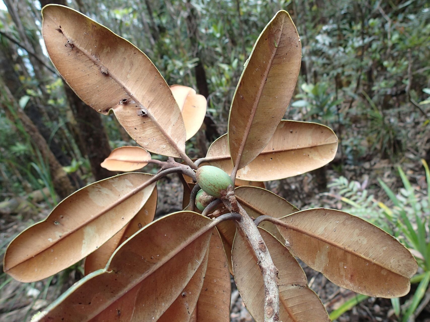Pycnandra carinocostata fruit