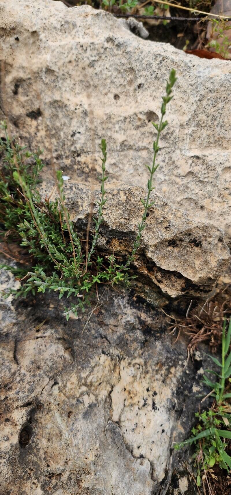 Micromeria persica habit