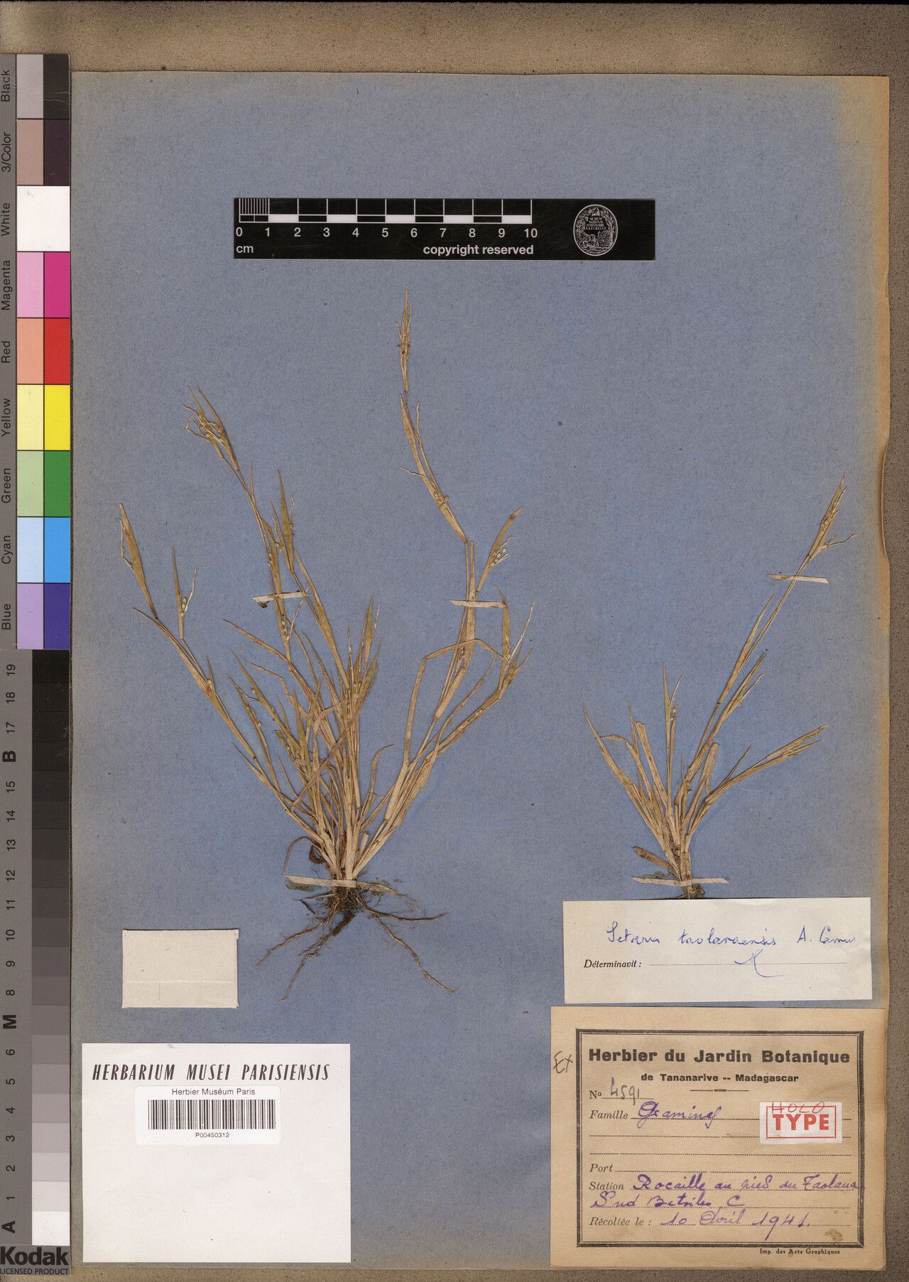 Setaria taolanensis — houseplant care guide